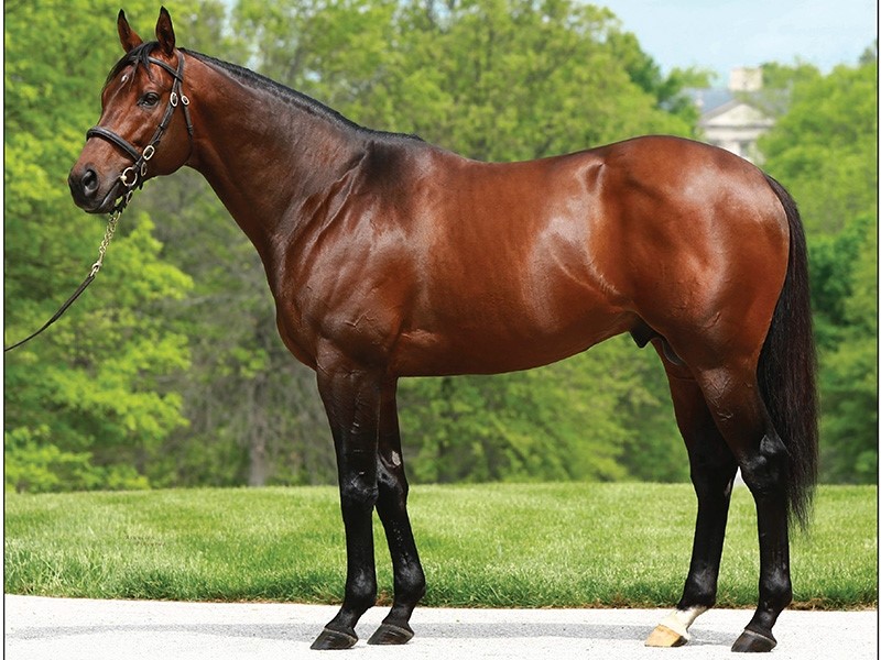 Bloodhorse stallion register