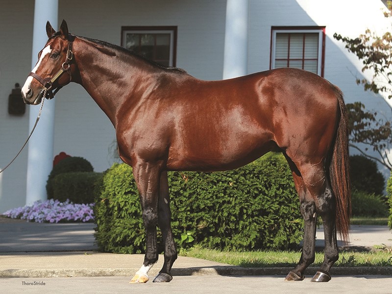 Raison d'Etat - Stallion Register Online