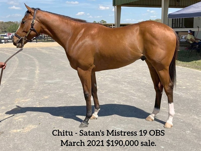 Chitu - Stallion Register Online