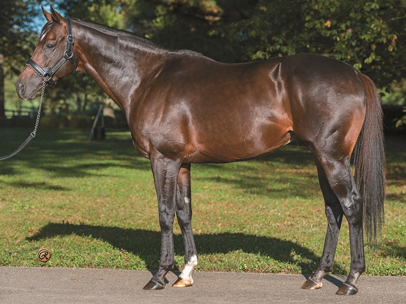 Flintshire (GB) Stallion Register Online