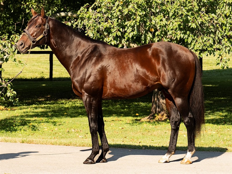 Runhappy Stallion Register Online