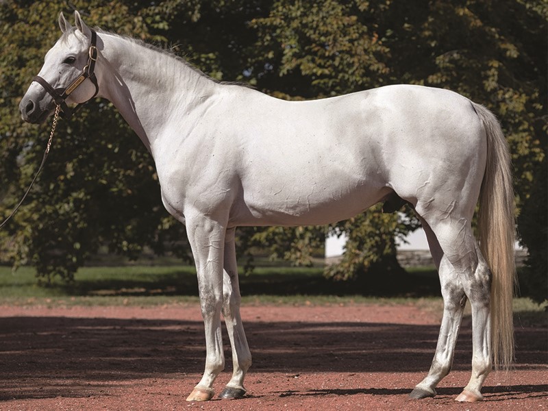 Anchor Down Stallion Register Online