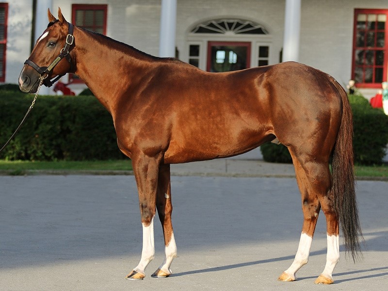 Mr. Z Stallion Register Online