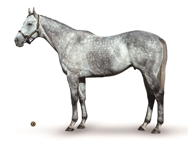 Valiant Minister Stallion Register Online
