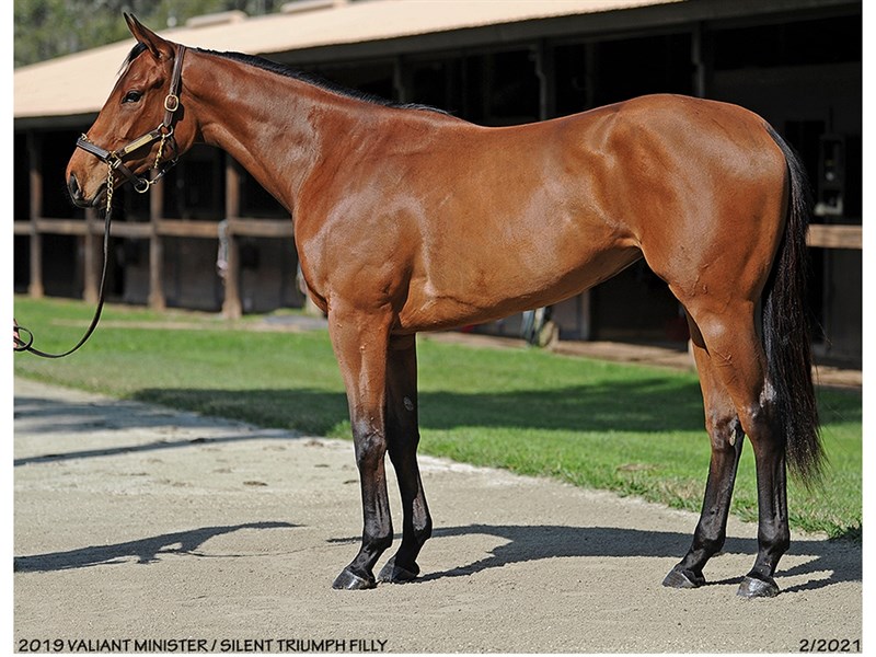 Valiant Minister Stallion Register Online