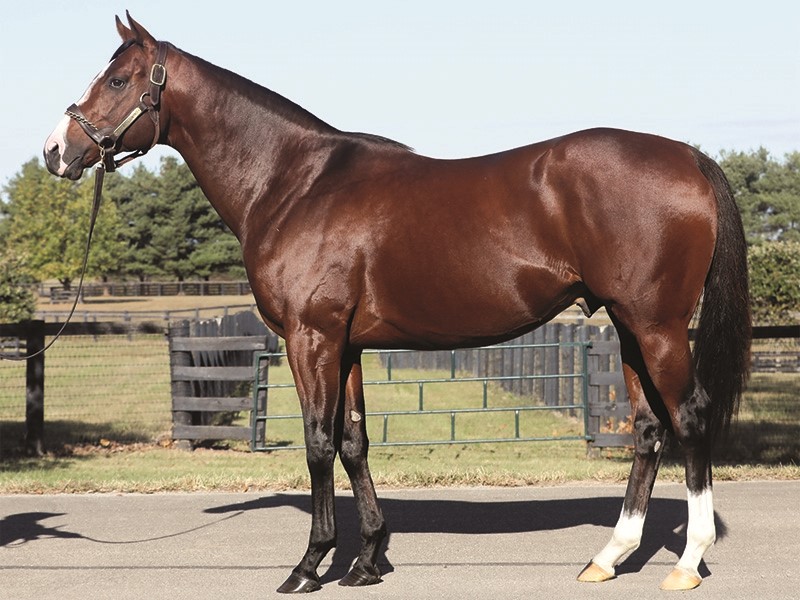 Volatile Stallion Oscar Performance - Stallion Register Online