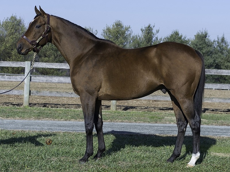 Hoppertunity - Stallion Register Online