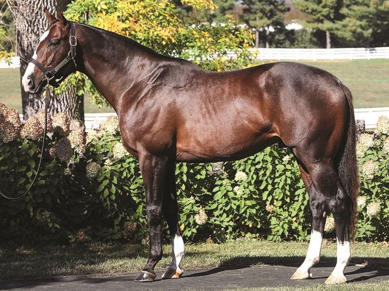 Copper Bullet Stallion Register Online