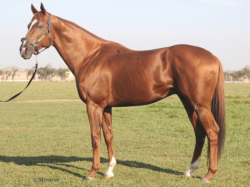Faversham Stallion Register Online