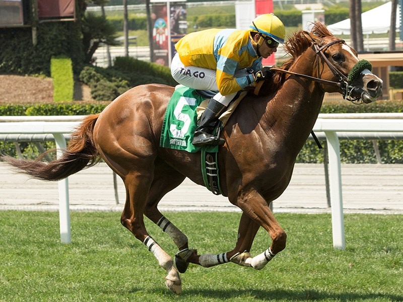 Faversham Stallion Register Online