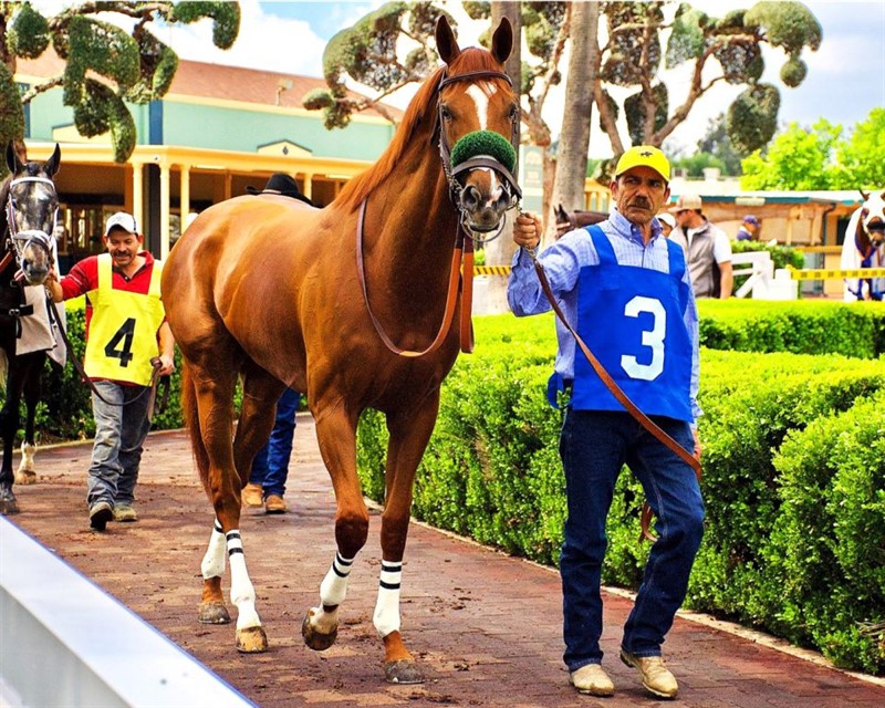 Faversham Stallion Register Online