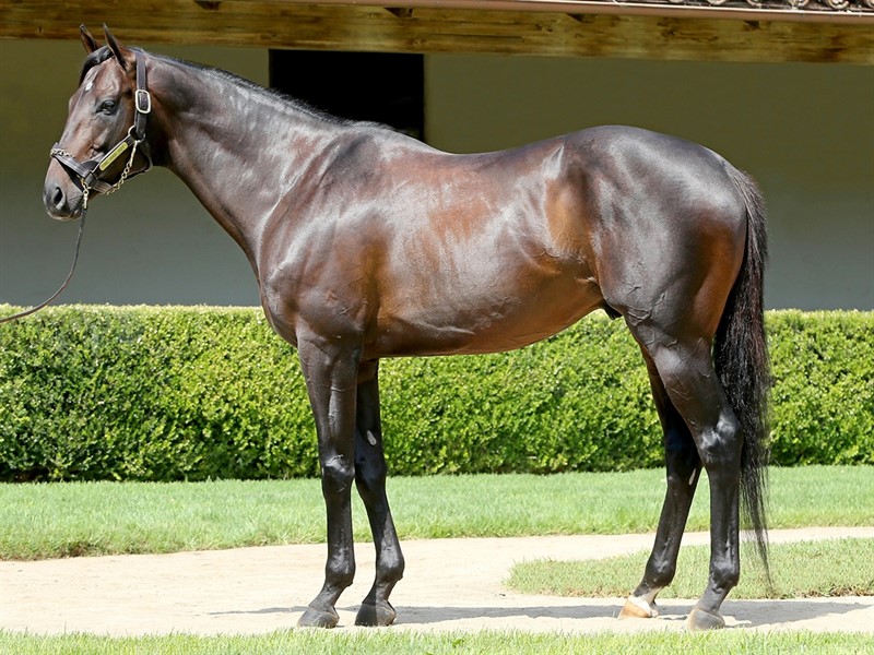 Bad Stallion One Bad Boy - Stallion Register Online