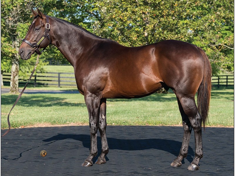 Life Is Good - Stallion Register Online