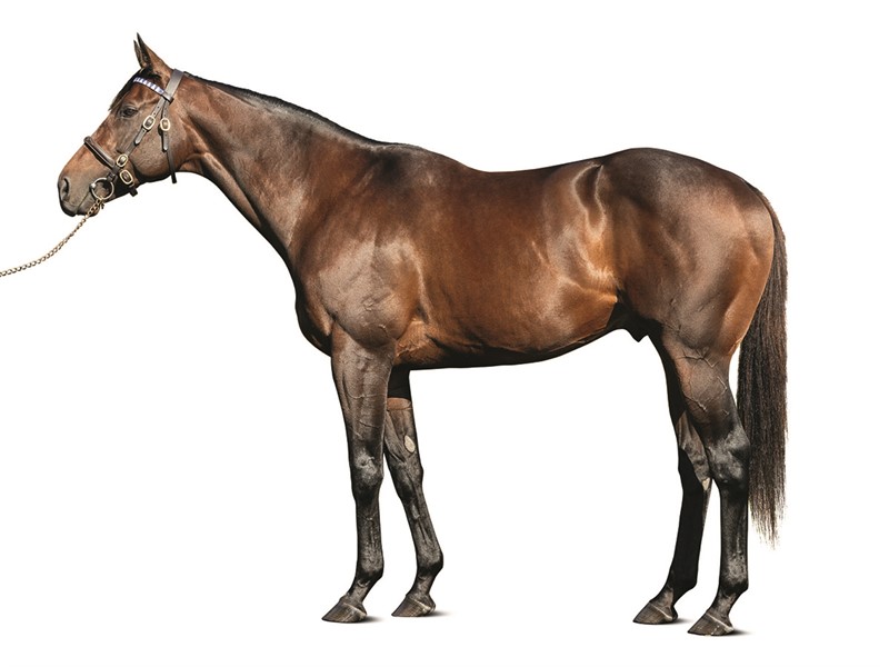 Speaker's Corner Stallion Register Online