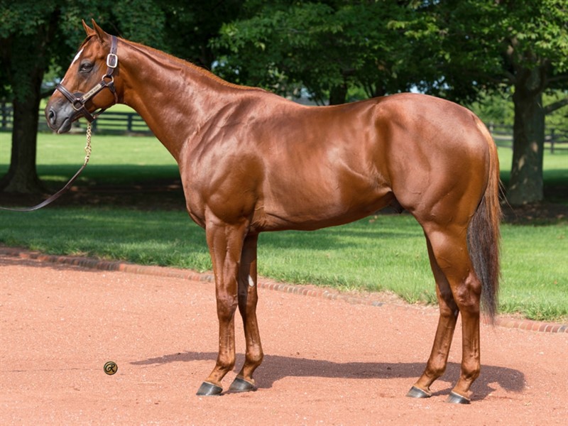 Drain the Clock Stallion Register Online