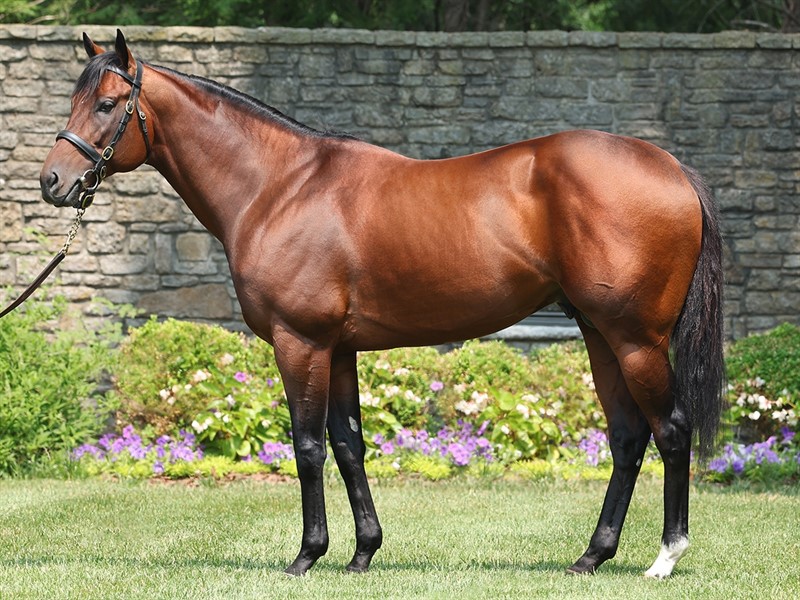 Skar Labra Golden Pal - Stallion Register Online
