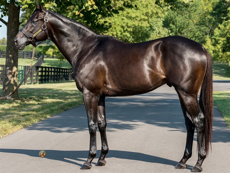 Zandon Stallion Register Online