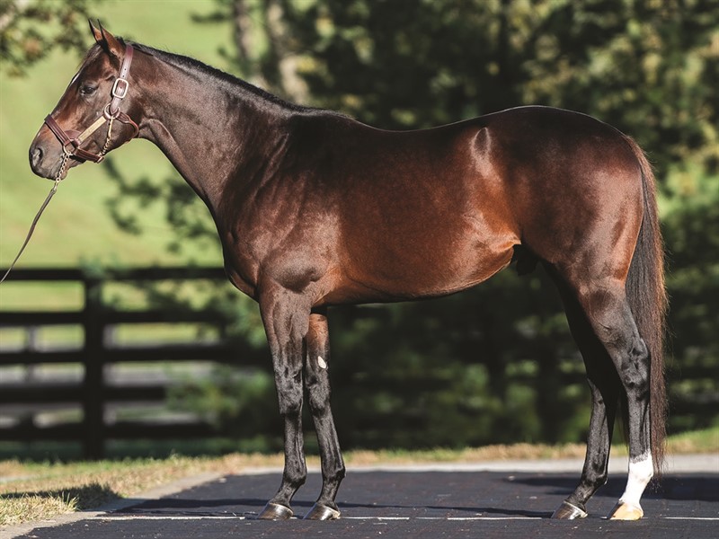 Dr. Schivel - Stallion Register Online