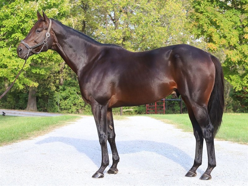 Boptrot Stallion Register Online