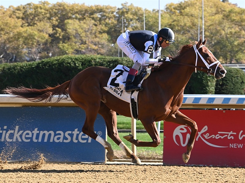 Volatile Stallion Locked - Stallion Register Online