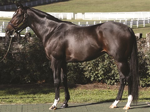 Dialed In - Stallion Register Online