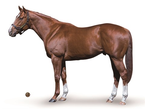 Chitu - Stallion Register Online