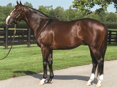 Basin - Stallion Register Online