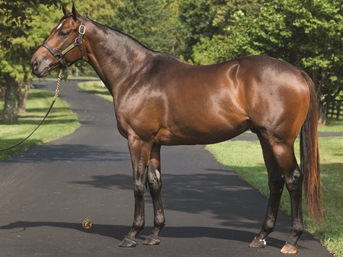 Mo Donegal - Stallion Register Online