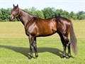 Souper Speedy - Stallion Register Online